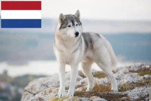 Read more about the article Husky tenyésztők és kölykök Hollandiában