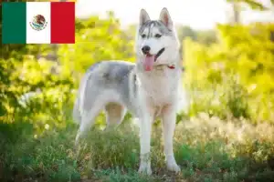 Read more about the article Husky tenyésztők és kölykök Mexikóban