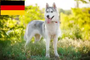 Read more about the article Husky tenyésztők és kiskutyák Németországban