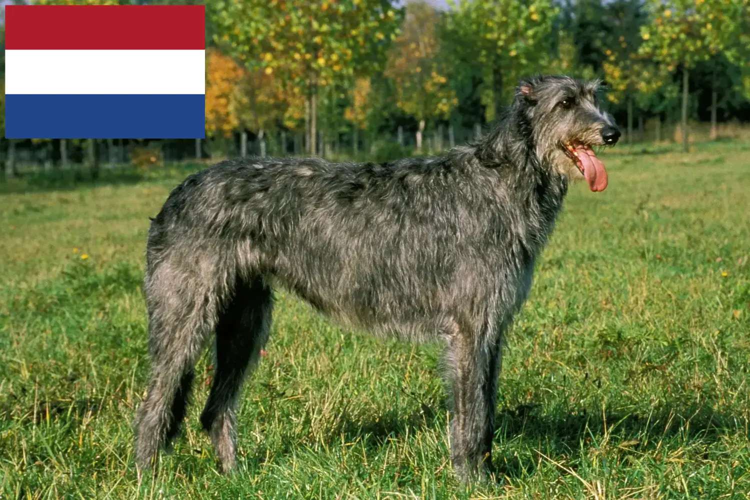 Ír farkaskutya kölykök és tenyésztők Hollandia Itt találhat ír farkaskutya tenyésztőket Hollandiában.