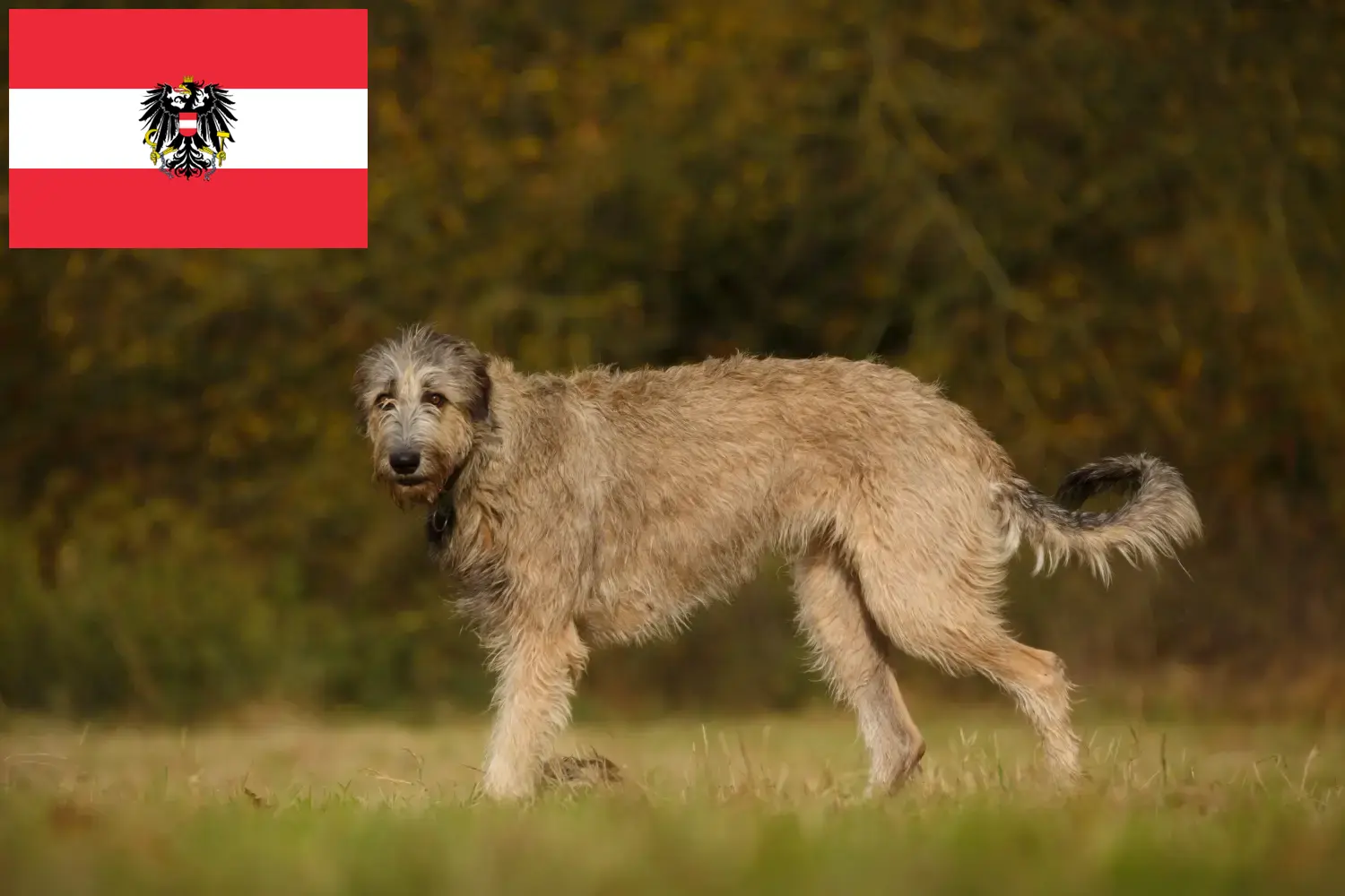 Ír farkaskutya kölykök és tenyésztők Ausztria Itt találhat ír farkaskutya tenyésztőket Ausztriában.