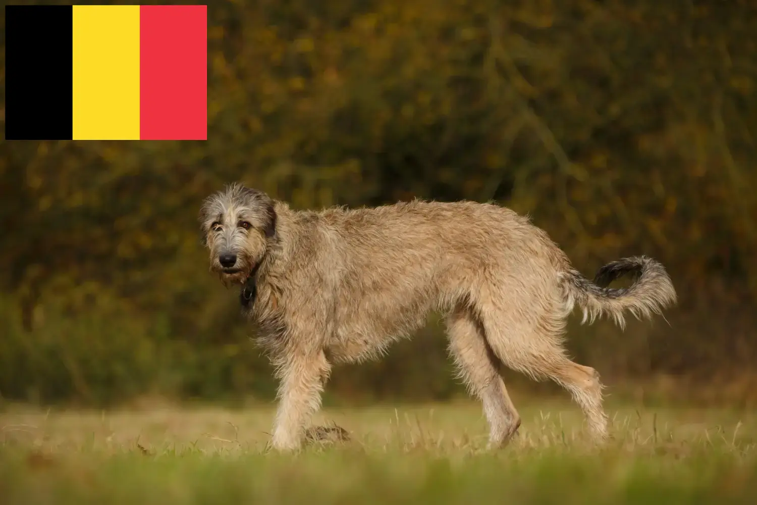 Ír farkaskutya kölykök és tenyésztők Belgium Keressen ír farkaskutya tenyésztőket Belgiumban.