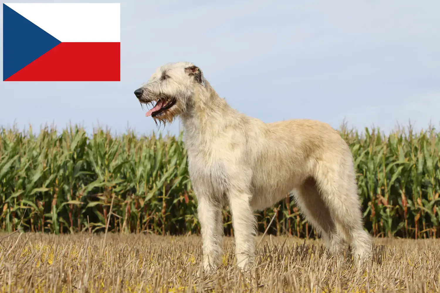 Ír farkaskutya kölykök és tenyésztők Csehország Keress Irish Wolfhounds tenyésztőket Csehországban.