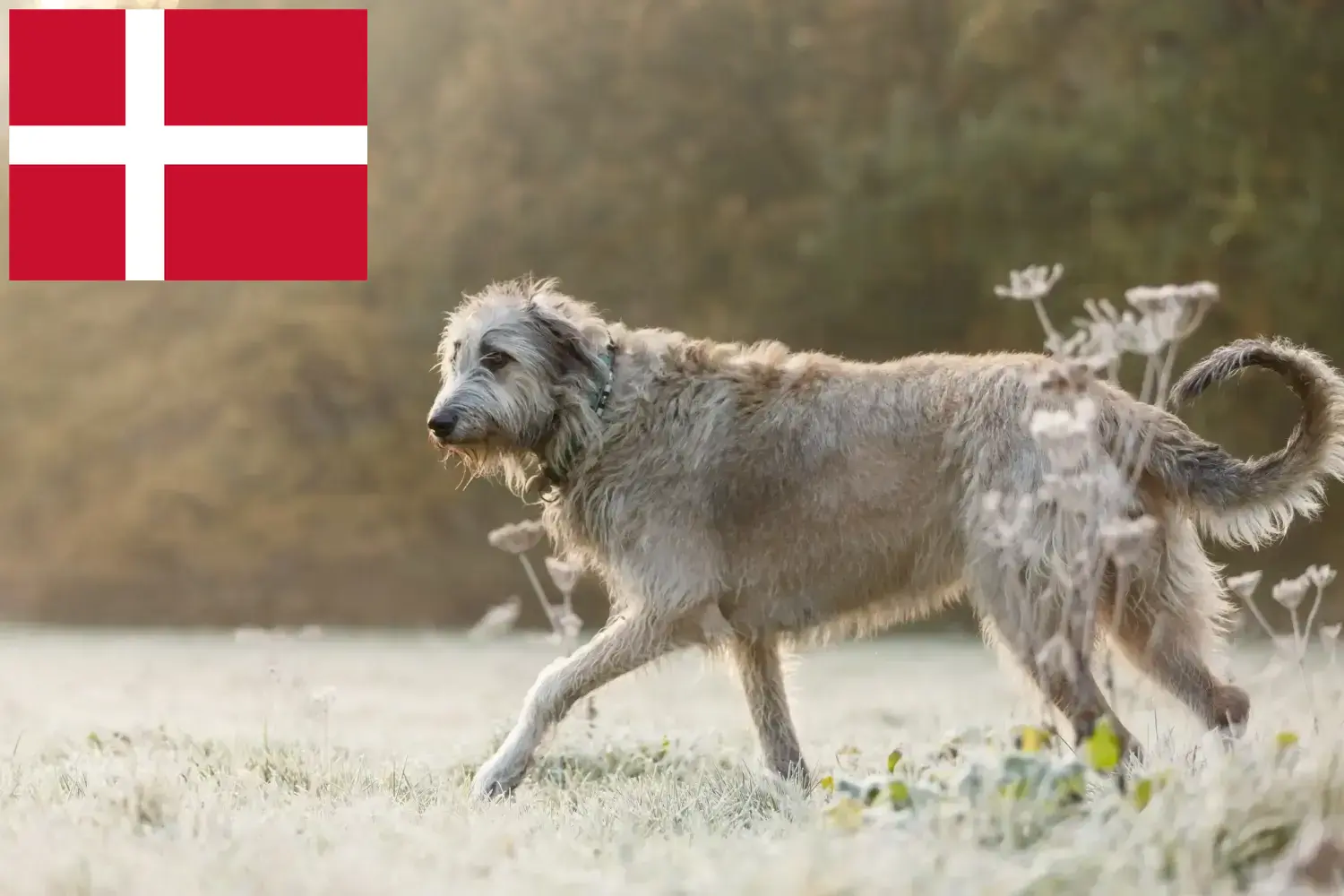 Ír farkaskutya kölykök és tenyésztők Dánia Dániai ír farkaskutya tenyésztőket itt talál.