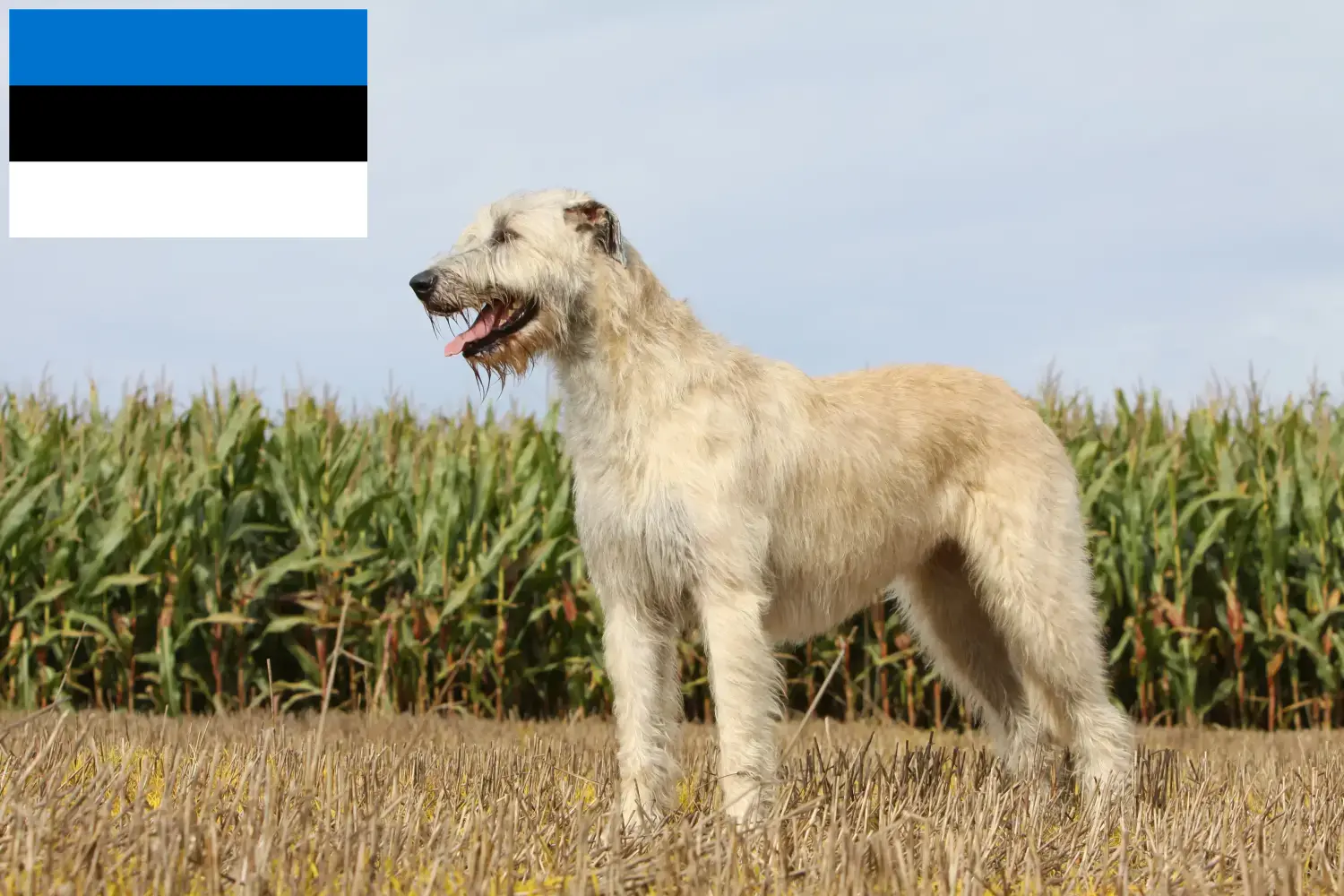 Ír farkaskutya kölykök és tenyésztők Észtországban Találd meg az ír farkaskutya tenyésztőket Észtországban.