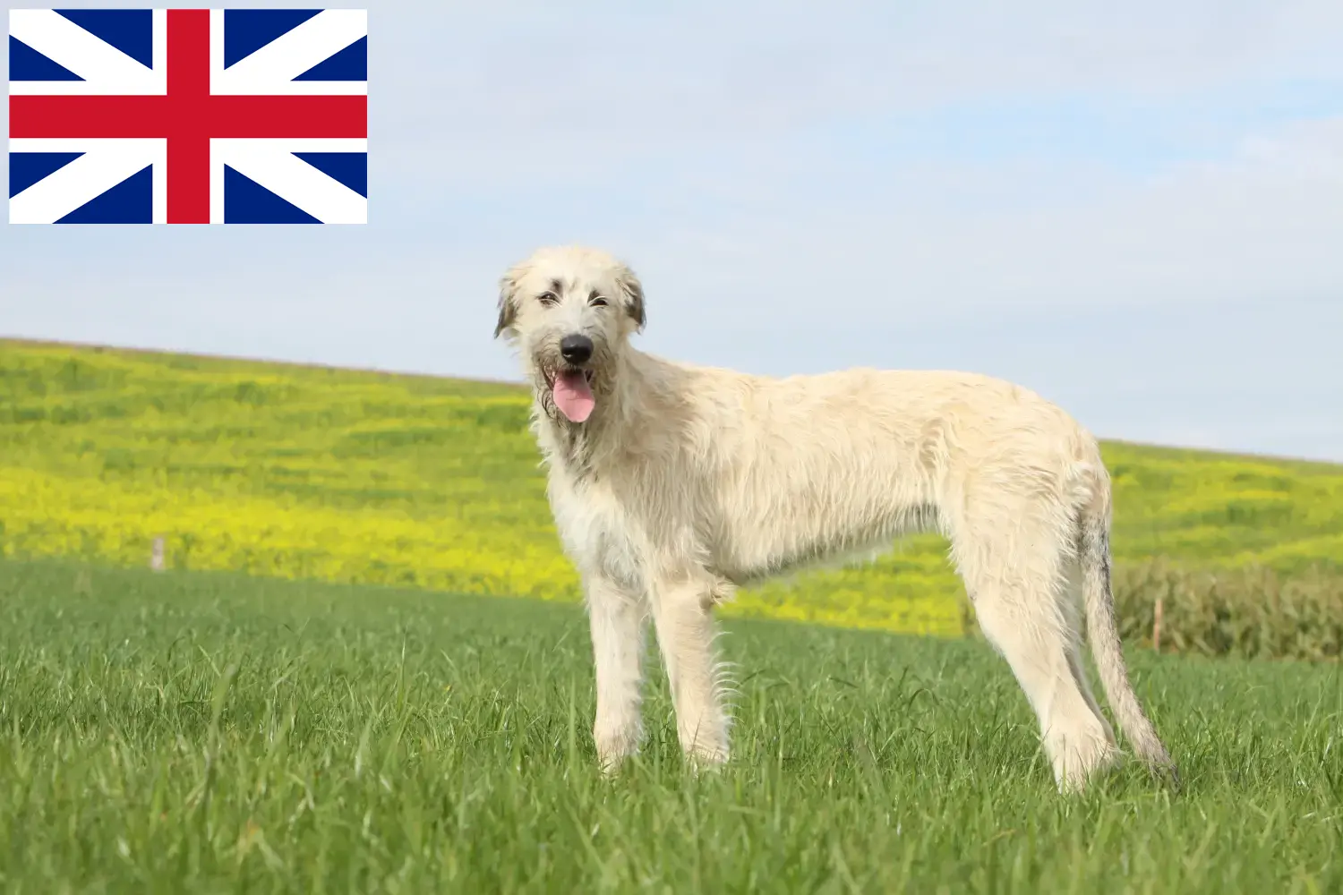 Ír farkaskutya kölykök és tenyésztők Nagy-Britannia Itt találhat ír farkaskutya tenyésztőket Nagy-Britanniában.