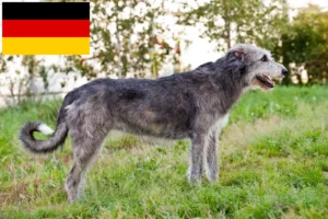 Read more about the article Ír farkaskutya tenyésztők és kölykök Németországban