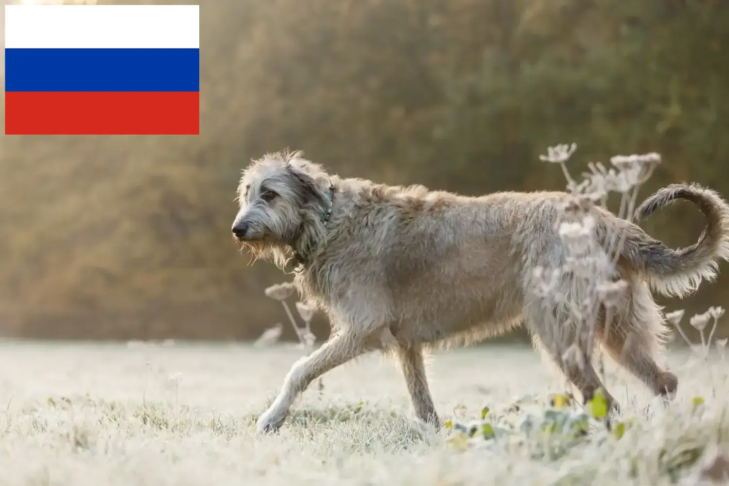 Ír farkaskutya kölykök és tenyésztők Oroszország Itt találhat ír farkaskutya tenyésztőket Oroszországban.