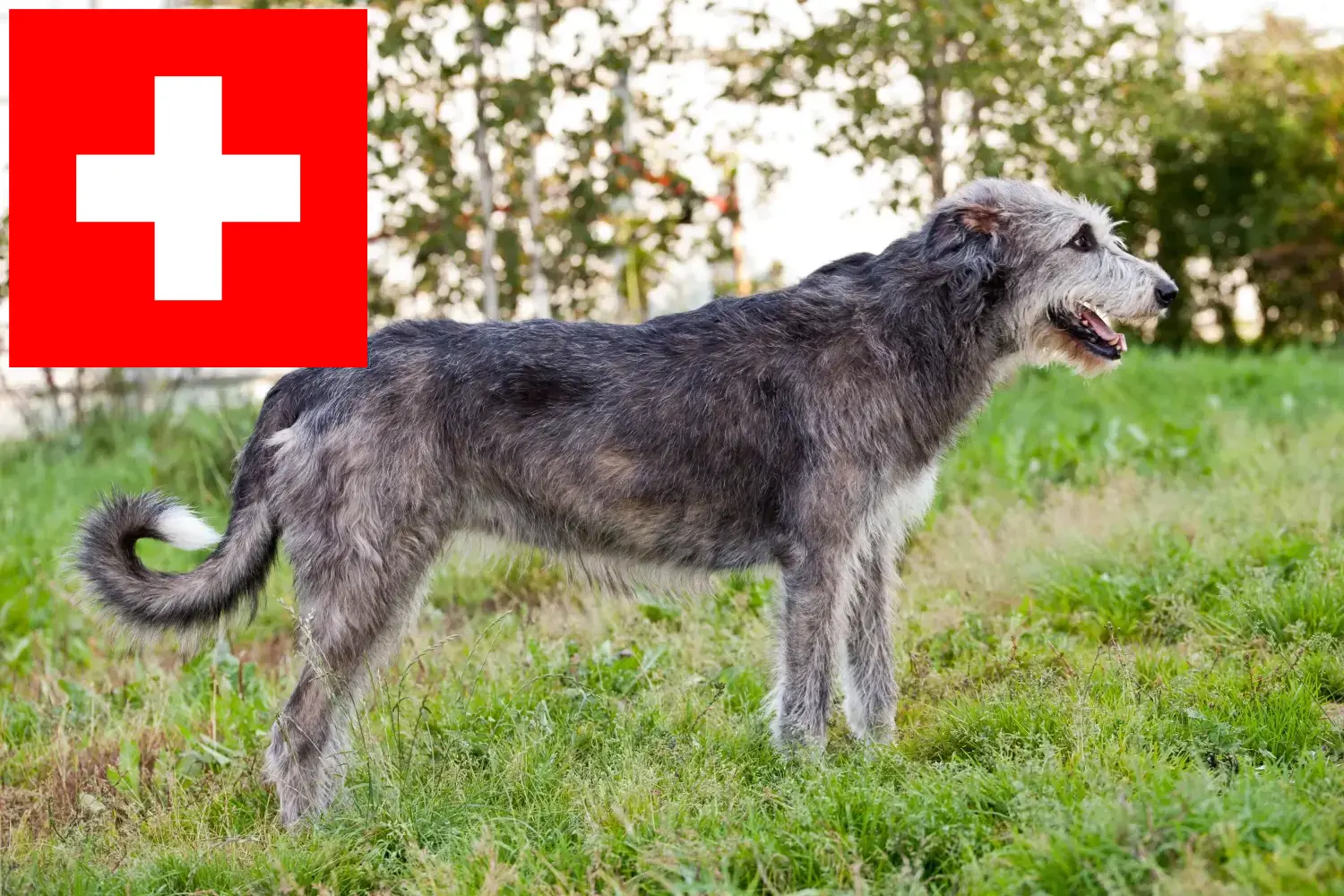 Ír farkaskutya kölykök és tenyésztők Svájcban Itt találhat ír farkaskutya tenyésztőket Svájcban.