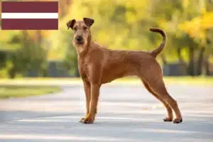 Read more about the article Ír terrier tenyésztők és kölykök Lettországban