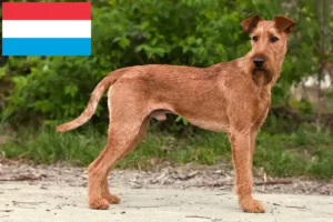 Read more about the article Ír terrier tenyésztők és kiskutyák Luxemburgban
