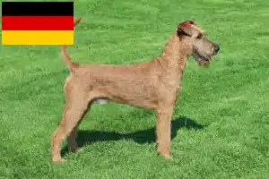 Read more about the article Ír terrier tenyésztők és kiskutyák Németországban
