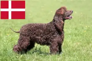 Read more about the article Ír vízi spániel tenyésztők és kölykök Dánia területén
