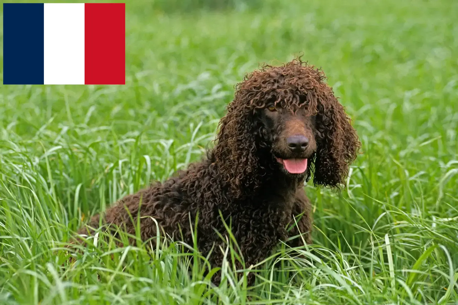Ír vízi spániel kölykök és tenyésztők Franciaország Találd meg itt az Irish Water Spaniels tenyésztőit Franciaországban.