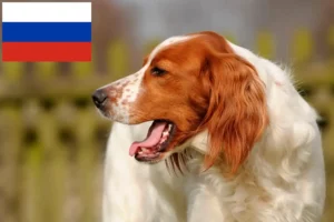 Read more about the article Ír vörös és fehér szetter tenyésztők és kölykök Oroszországban