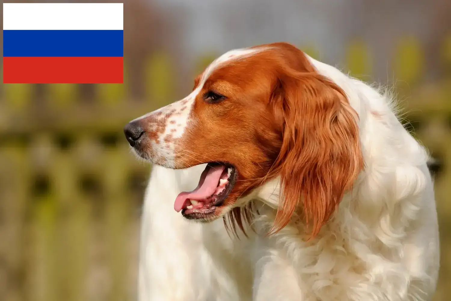 Ír vörös és fehér szetter kölykök és tenyésztők Oroszország Keressen Irish Red and White Setter tenyésztőket Oroszországban.