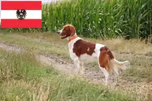 Read more about the article Ír vörös és fehér szetter tenyésztők és kölykök Ausztriában
