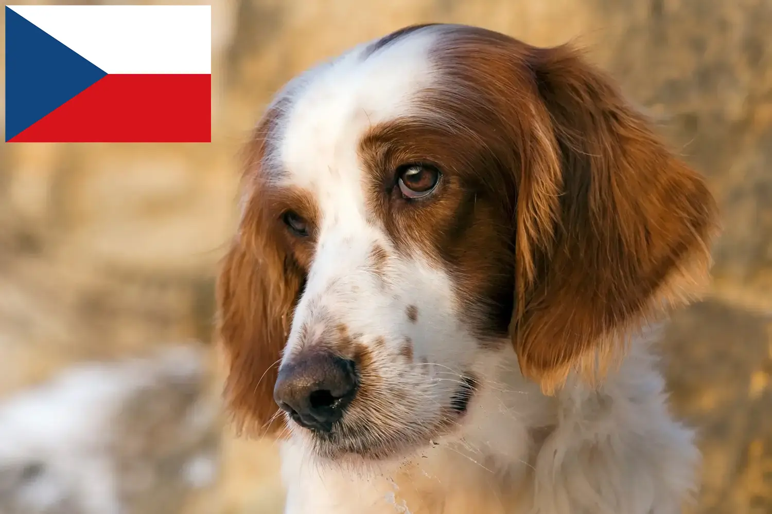 Ír vörös és fehér szetter kölykök és tenyésztők Csehország Keress Irish Red and White Setter tenyésztőket Csehországban.