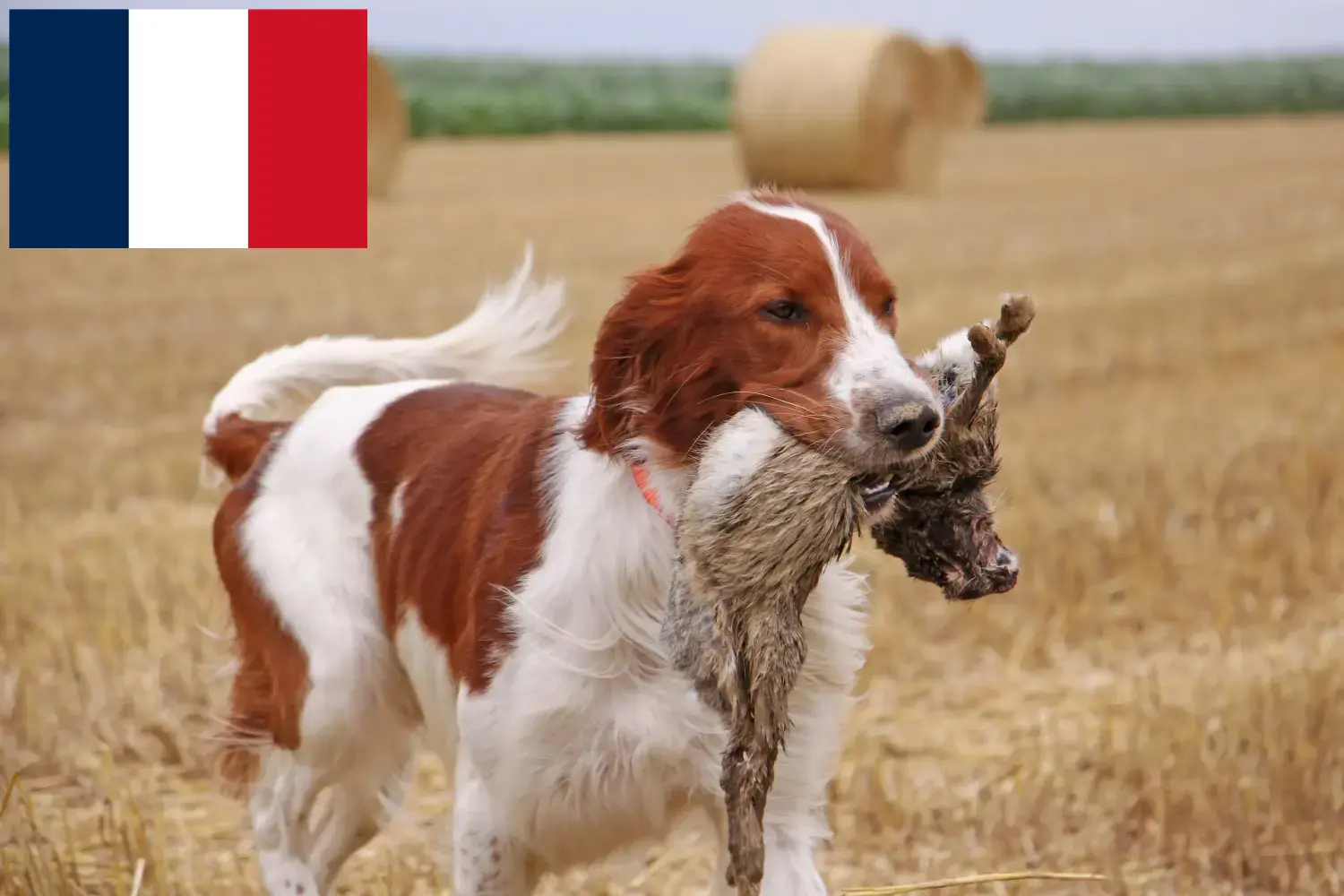Ír vörös és fehér szetter kölykök és tenyésztők Franciaország Keressen Irish Red and White Setter tenyésztőket Franciaországban.