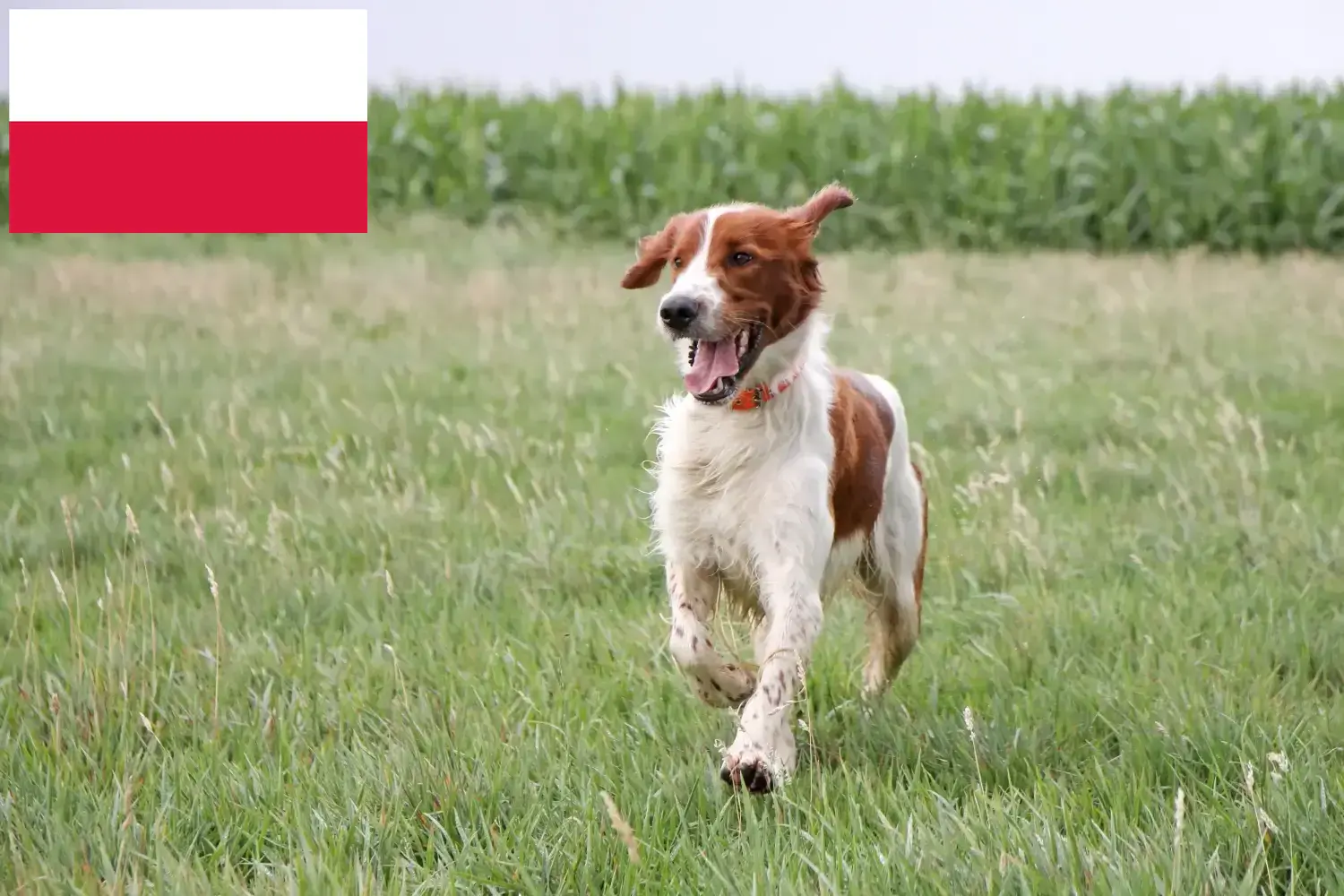 Ír vörös és fehér szetter kiskutyák és tenyésztők Lengyelország Keress Irish Red and White Setter tenyésztőket Lengyelországban.