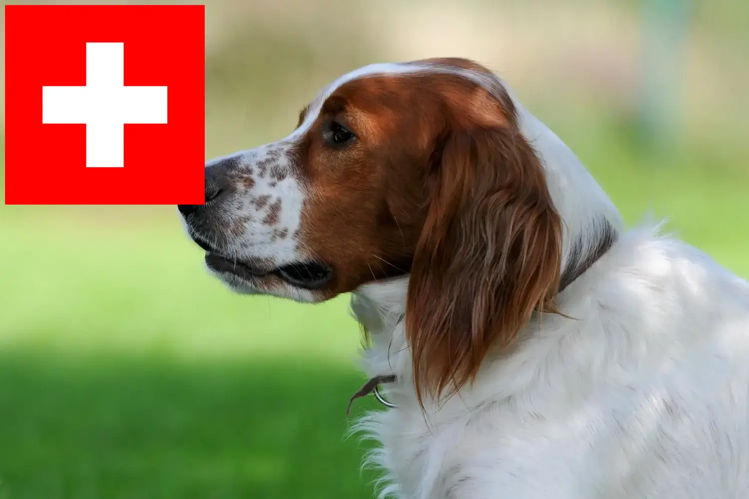 Ír vörös és fehér szetter kölykök és tenyésztők Svájcban Itt megtalálja az ír vörös és fehér szetter tenyésztőket Svájcban.