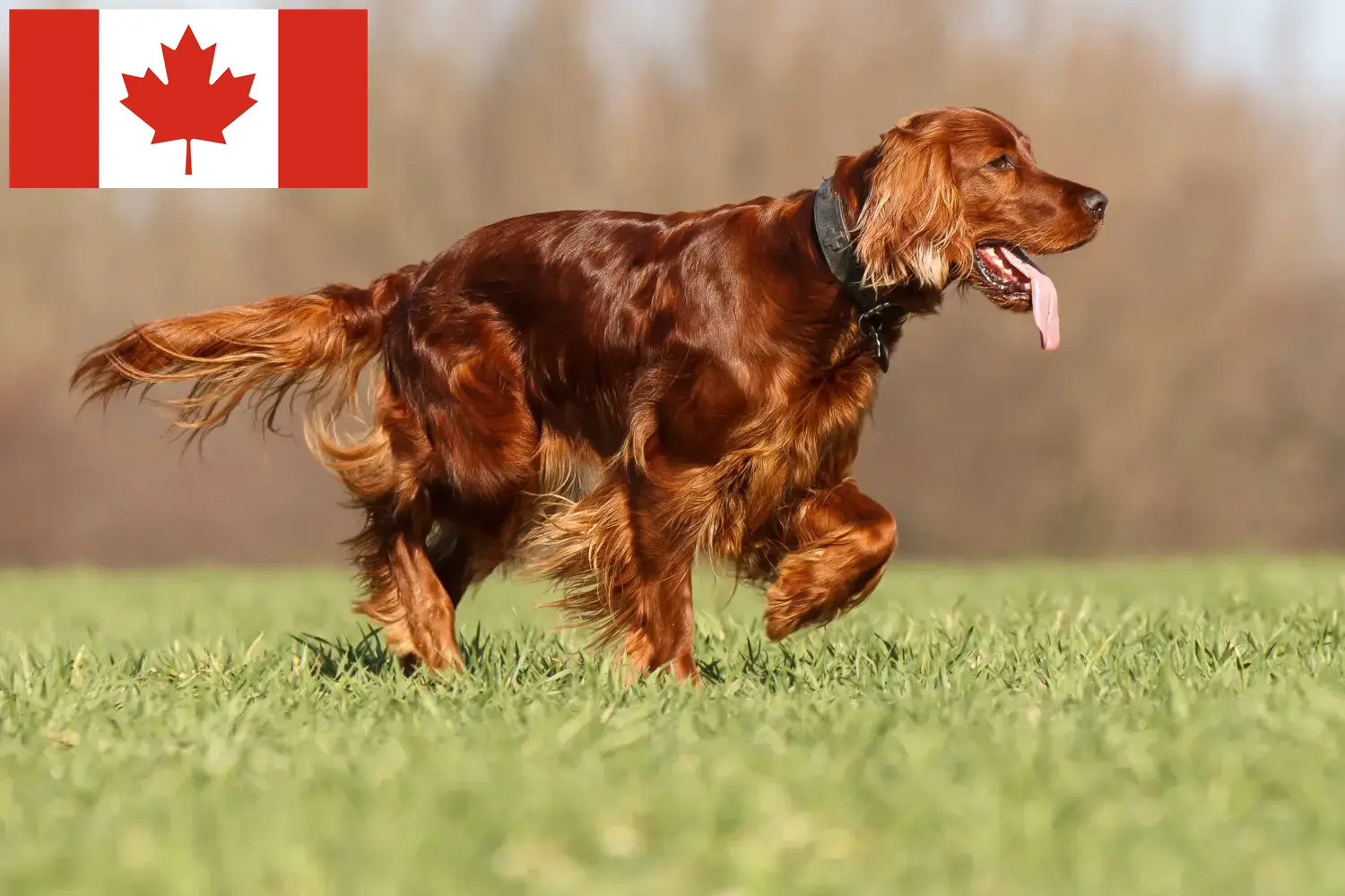 Irish Red Setter kölykök és tenyésztők Kanada Itt találhat Irish Red Setter tenyésztőket Kanadában.