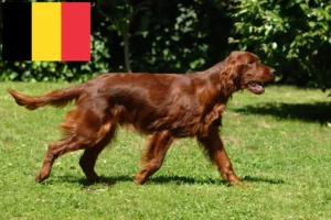 Read more about the article Irish Red Setter tenyésztők és kölykök Belgiumban