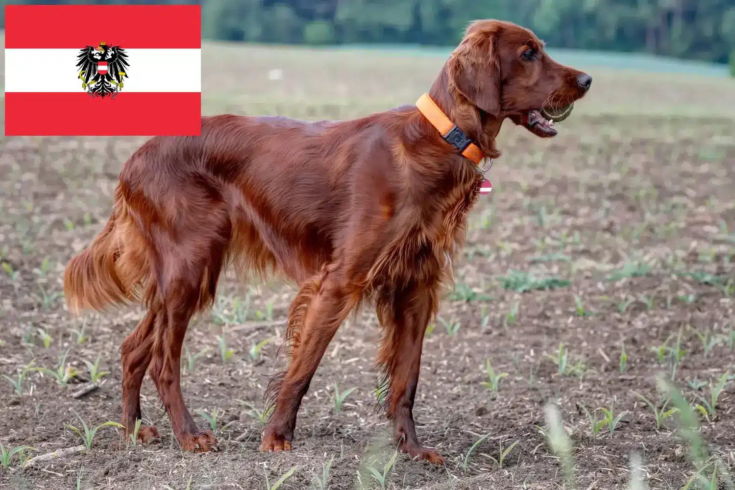 Ír vörös szetter kölykök és tenyésztők Ausztria Itt találhat ír vörös szetter tenyésztőket Ausztriában.