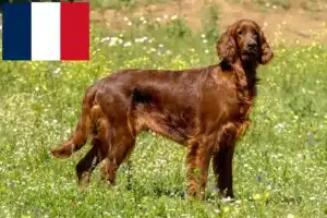 Read more about the article Irish Red Setter tenyésztők és kölykök Franciaországban