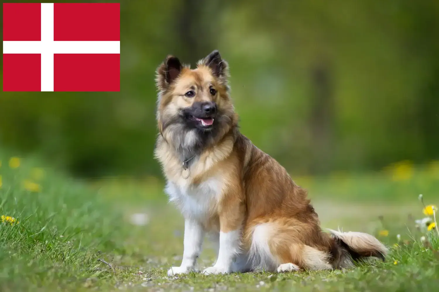 Izlandi kutyakölykök és tenyésztő Dánia Találd meg az izlandi kutyatenyésztőket Dánia területén.