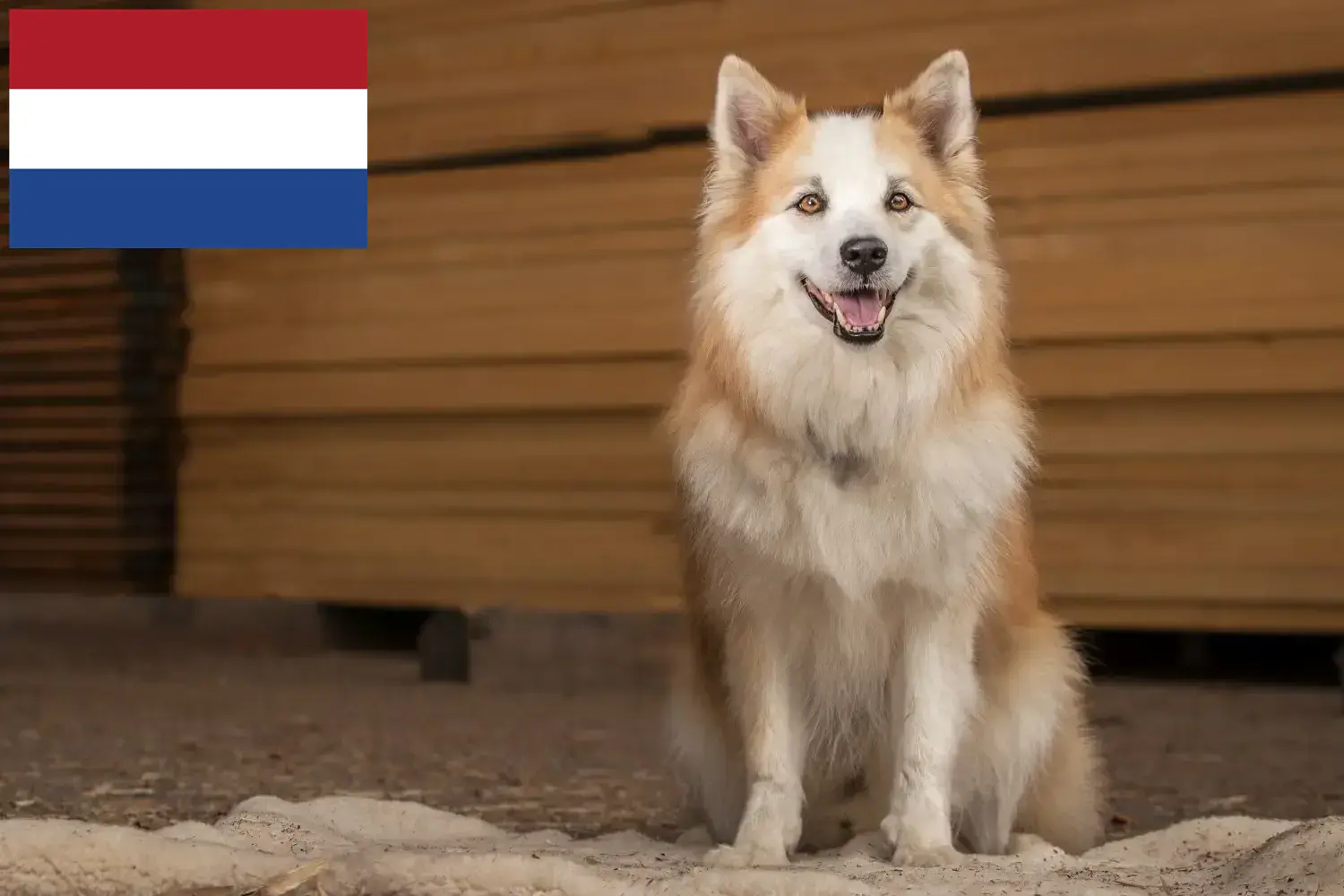 Izlandi kutya kölykök és tenyésztő Hollandia Keressen izlandi kutyatenyésztőket Hollandia területén.