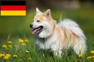 Read more about the article Izlandi kutyatenyésztők és kölykök Németországban