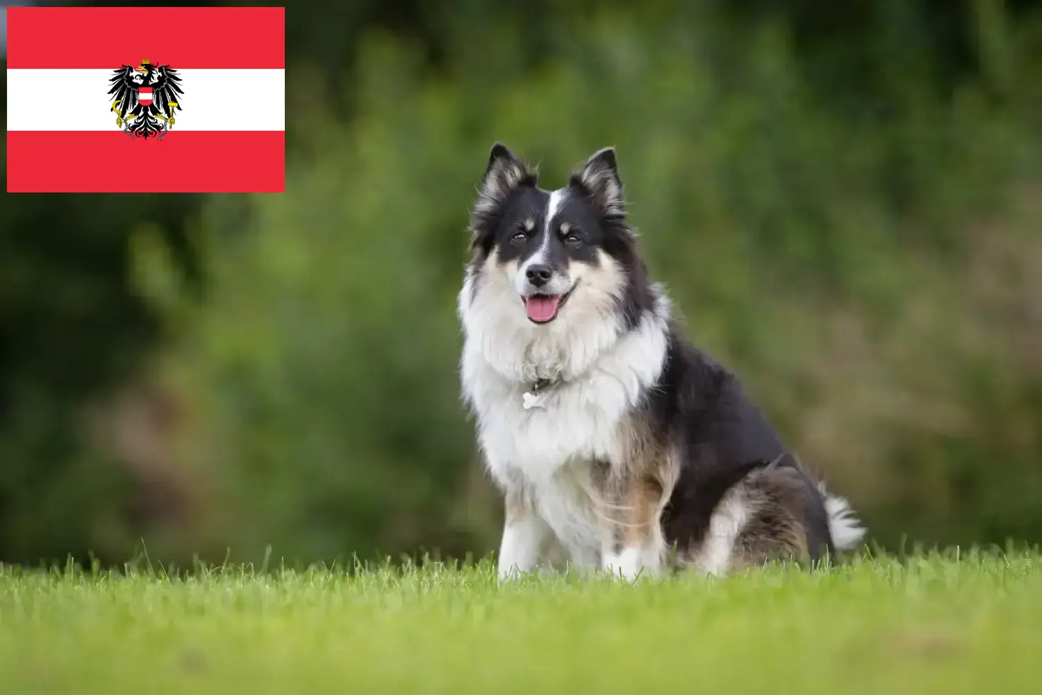Izlandi kutyakölykök és tenyésztők Ausztria Itt találhat izlandi kutyatenyésztőket Ausztriában.