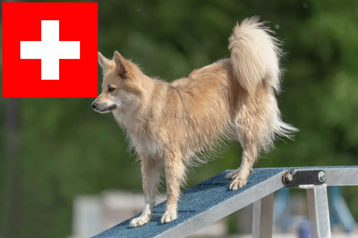 Izlandi kutyakölykök és tenyésztők Svájc Itt talál izlandi kutyatenyésztőket Svájcban.