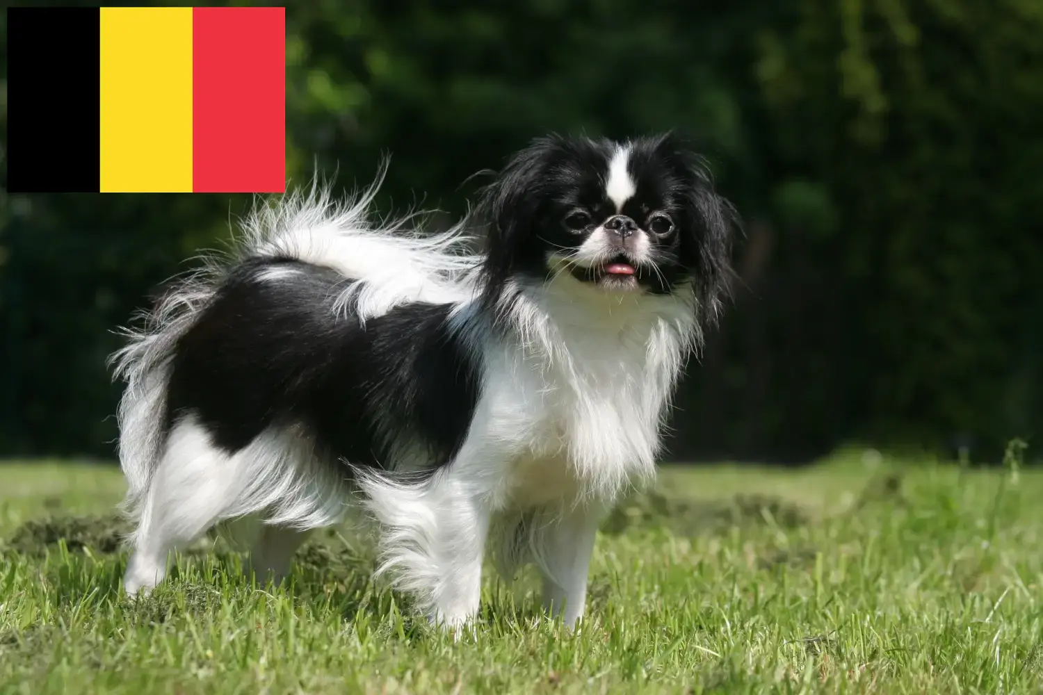 Japán Chin kölykök és tenyésztők Belgium Itt találsz Japán Chins tenyésztőket Belgiumban.