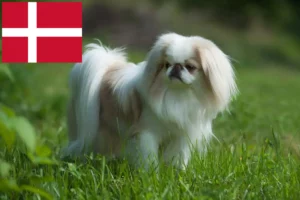 Read more about the article Japán Chin tenyésztők és kölykök Dániában