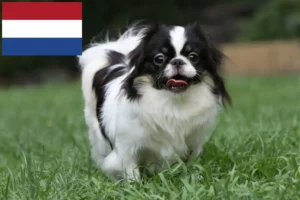 Read more about the article Japán Chin tenyésztők és kölykök Hollandiában