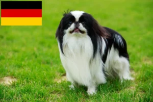 Read more about the article Japán Chin tenyésztők és kiskutyák Németországban