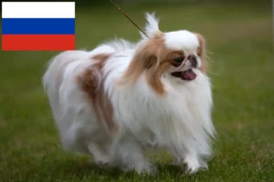 Read more about the article Japán Chin tenyésztők és kölykök Oroszországban
