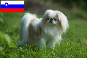 Read more about the article Japán Chin tenyésztők és kölykök Szlovéniában