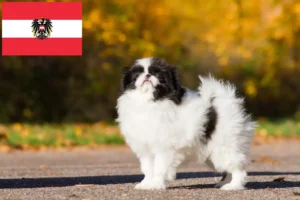 Read more about the article Japán Chin tenyésztők és kölykök Ausztriában