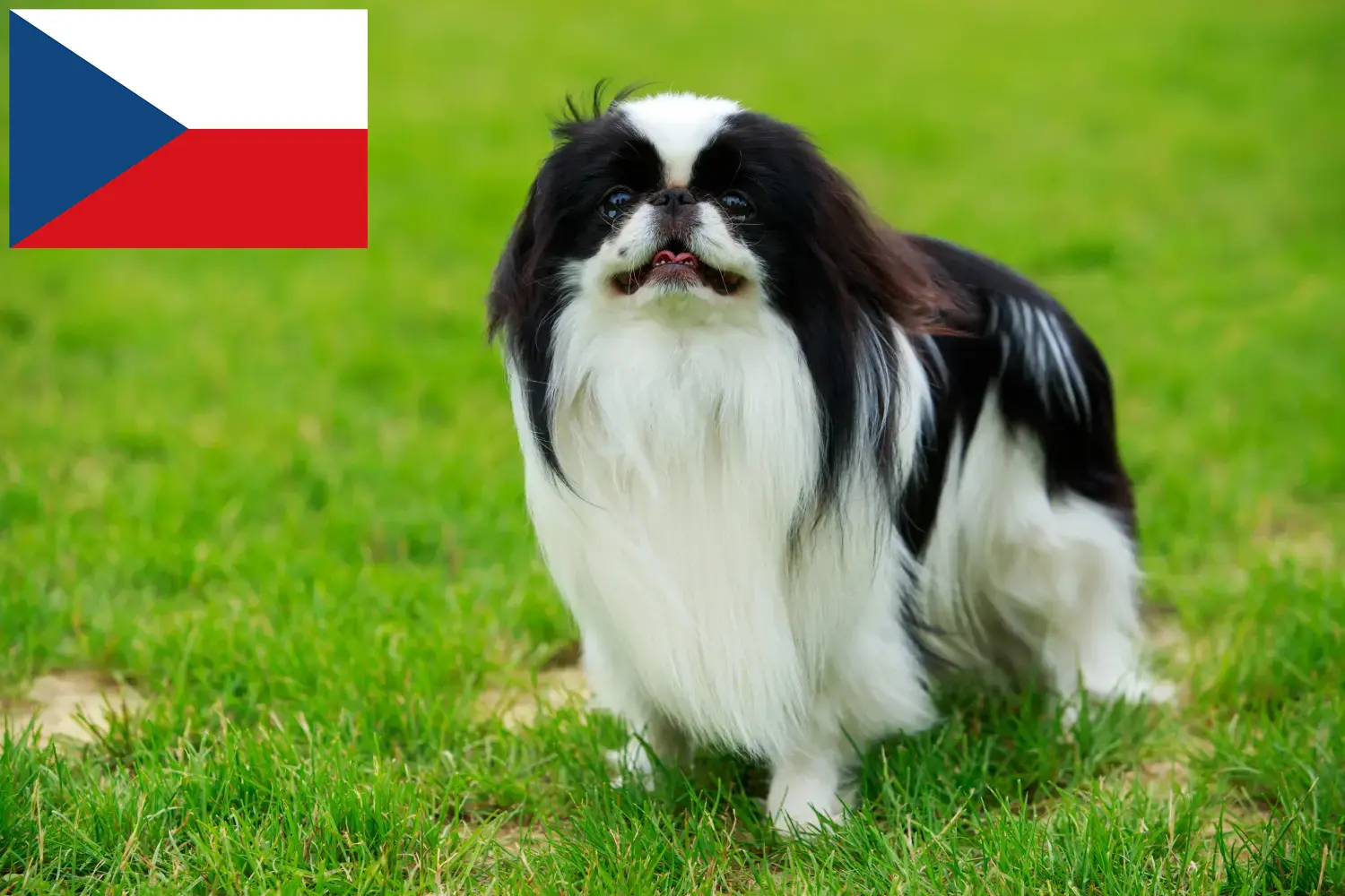 Japán Chin kiskutyák és tenyésztők Csehország Itt megtalálhatja a Japán Chin tenyésztőket Csehországban.