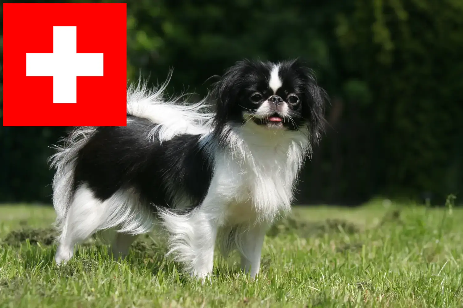 Japán Chin kölykök és tenyésztők Svájc Itt megtalálja a Japán Chin tenyésztőket Svájcban.