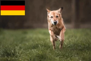 Read more about the article Kánaán kutyatenyésztők és kölykök Németországban