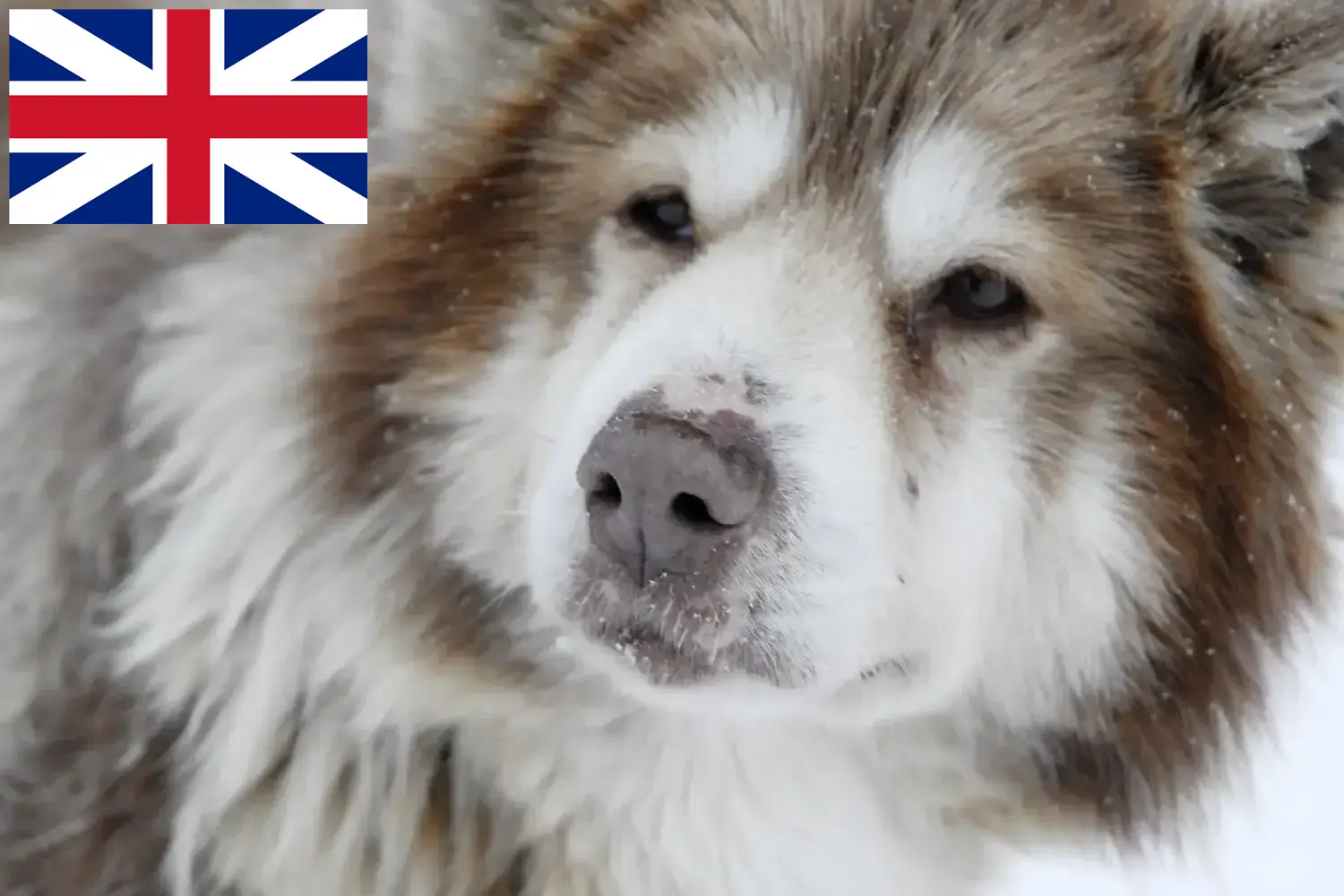 Kanadai eszkimó kutyakölykök és tenyésztők Nagy-Britannia Itt találhat kanadai eszkimó kutyatenyésztőket Nagy-Britanniában.