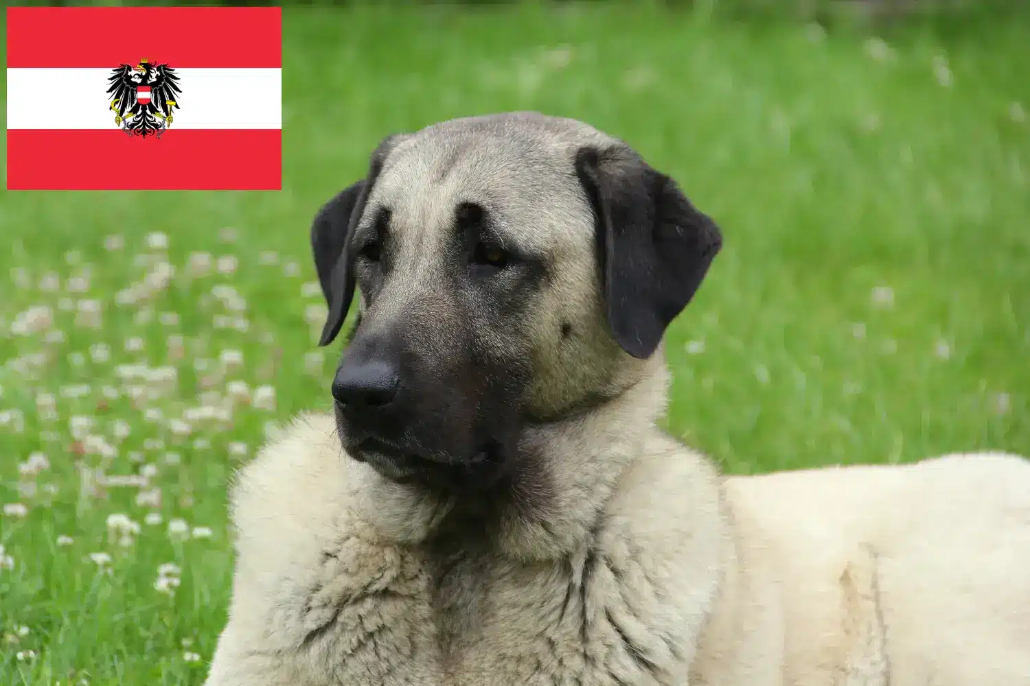 Kangal kiskutyák és tenyésztők Ausztria Itt találhat Kangals tenyésztőket Ausztriában.