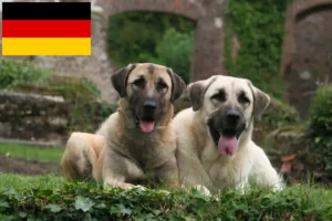 Read more about the article Kangal tenyésztők és kiskutyák Németországban