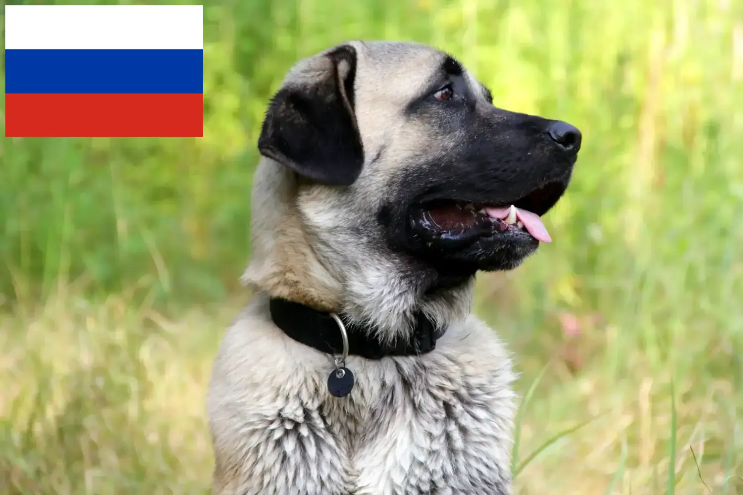 Kangal kiskutyák és tenyésztők Oroszország Itt megtalálja a Kangals tenyésztőket Oroszországban.
