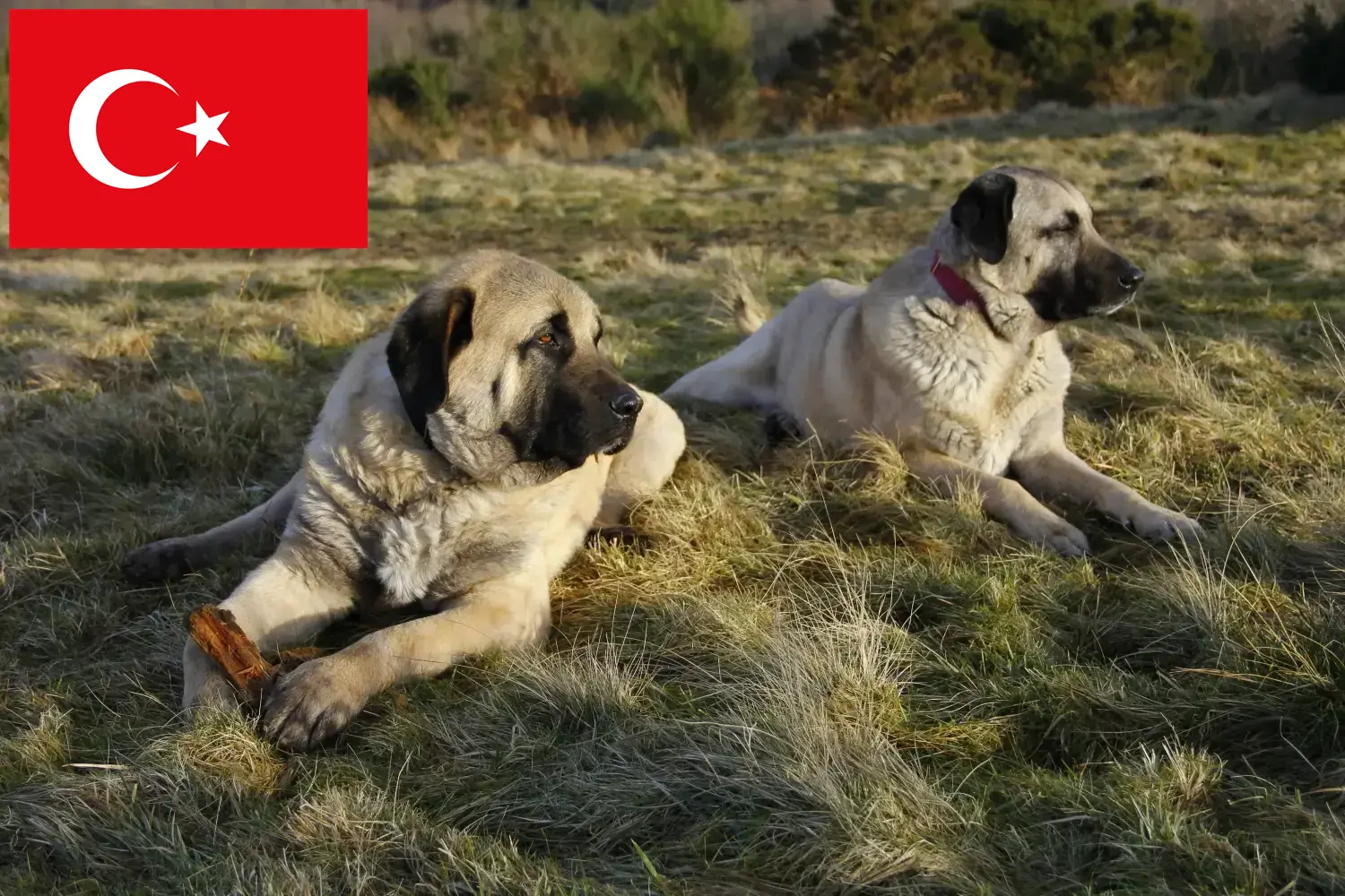 Kangal kölykök és tenyésztők Törökország Itt találhat Kangals tenyésztőket Törökországban.