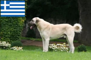 Read more about the article Kangal tenyésztők és kölykök Görögországban